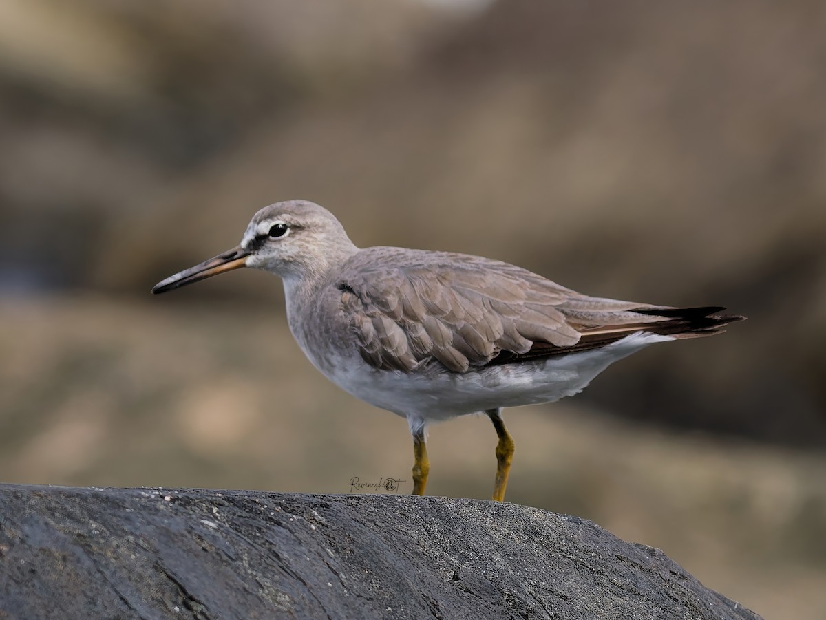 Gri Sırtlı Düdükçün - ML646174549