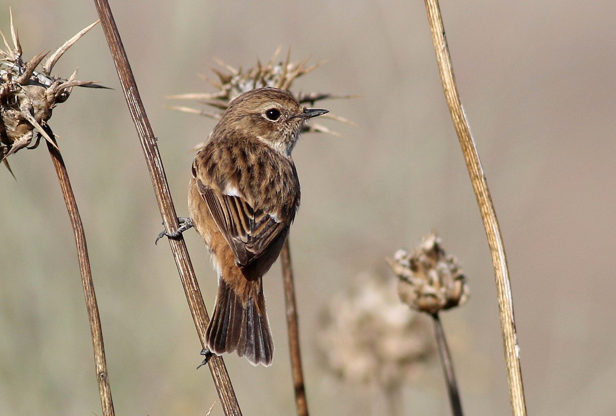 European Stonechat - ML646174550