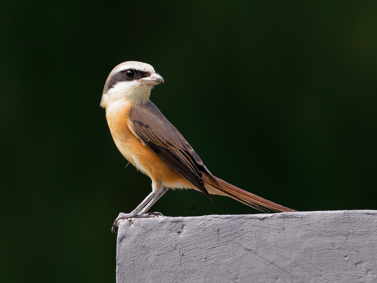 Brown Shrike - ML646174552