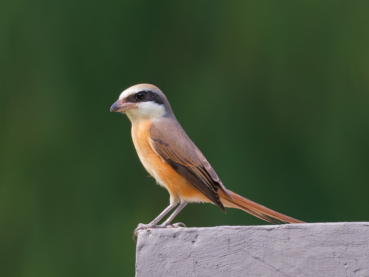 Brown Shrike - ML646174553