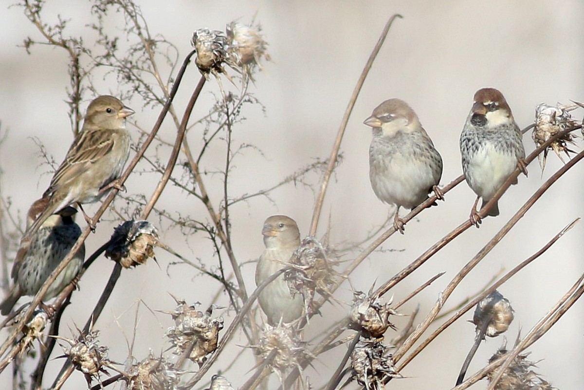 Spanish Sparrow - ML646174555