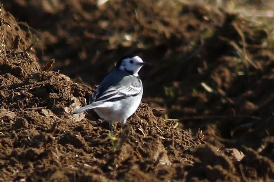 White Wagtail - ML646174556
