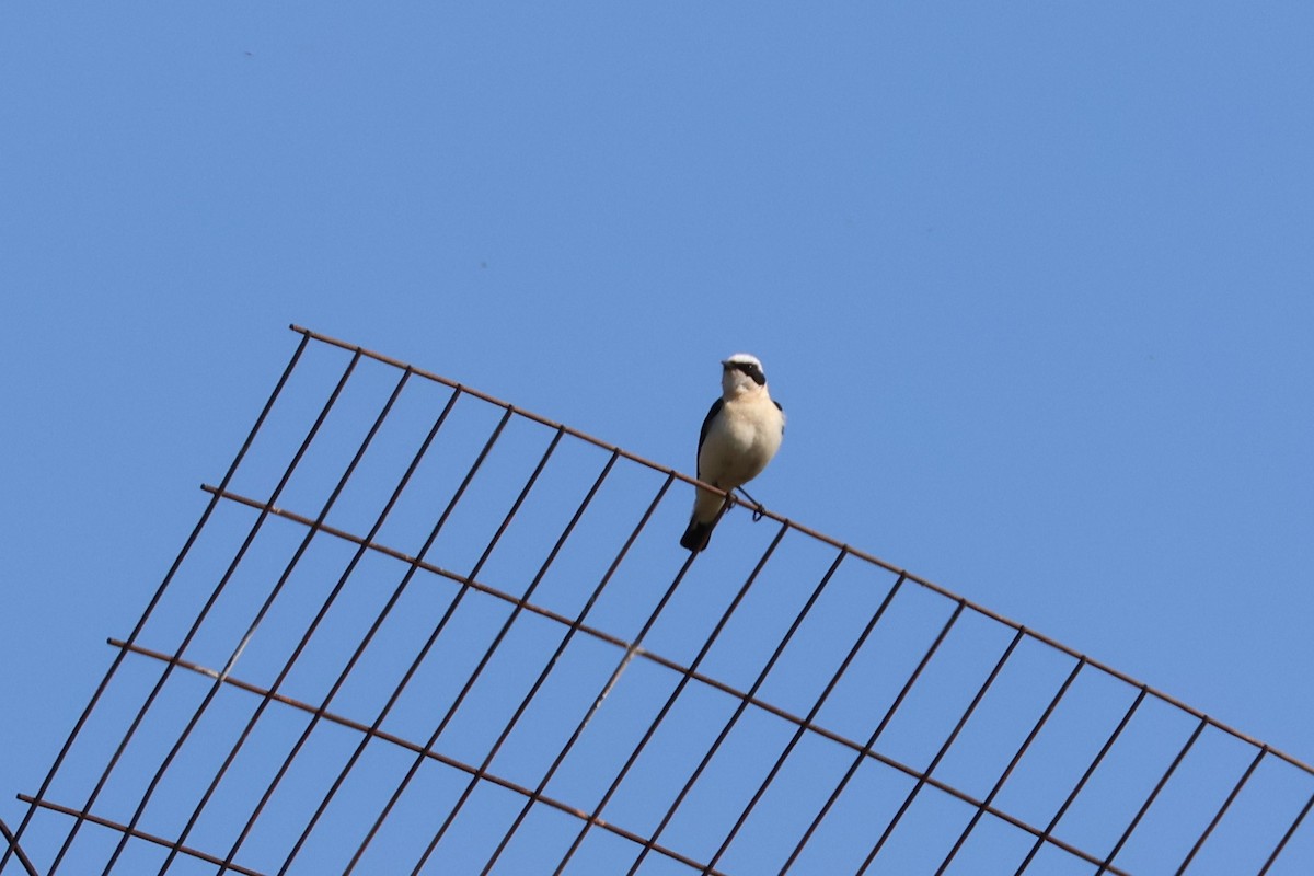 Eastern Black-eared Wheatear - ML646174562