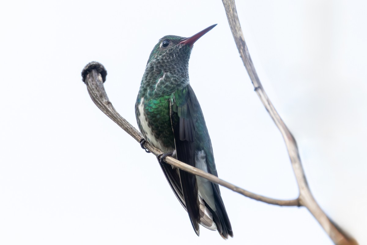 Glittering-throated Emerald - ML646174574