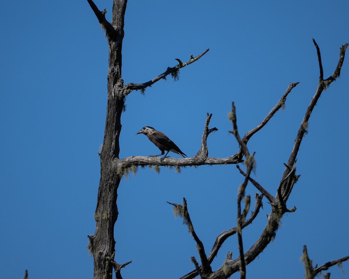 Southern Nutcracker - ML646174577