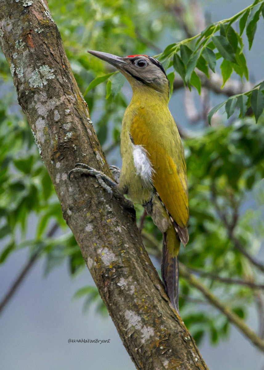 Pic cendré - ML646174590