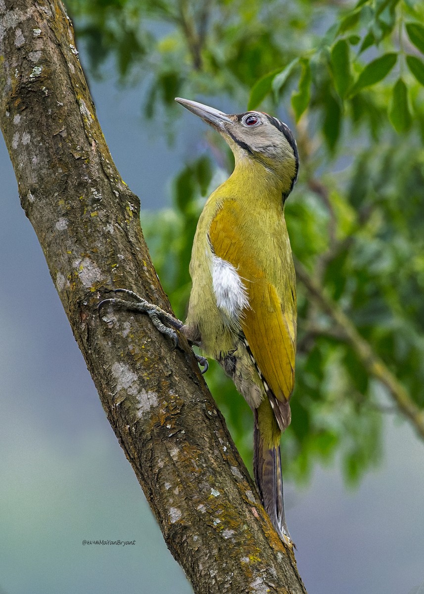 Pic cendré - ML646174591