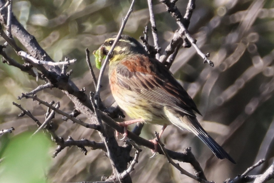 Cirl Bunting - ML646174596