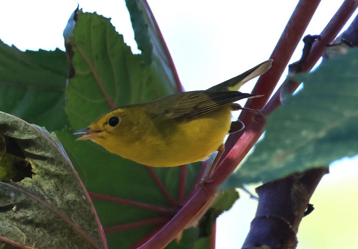 Takkeli Ötleğen - ML646174602