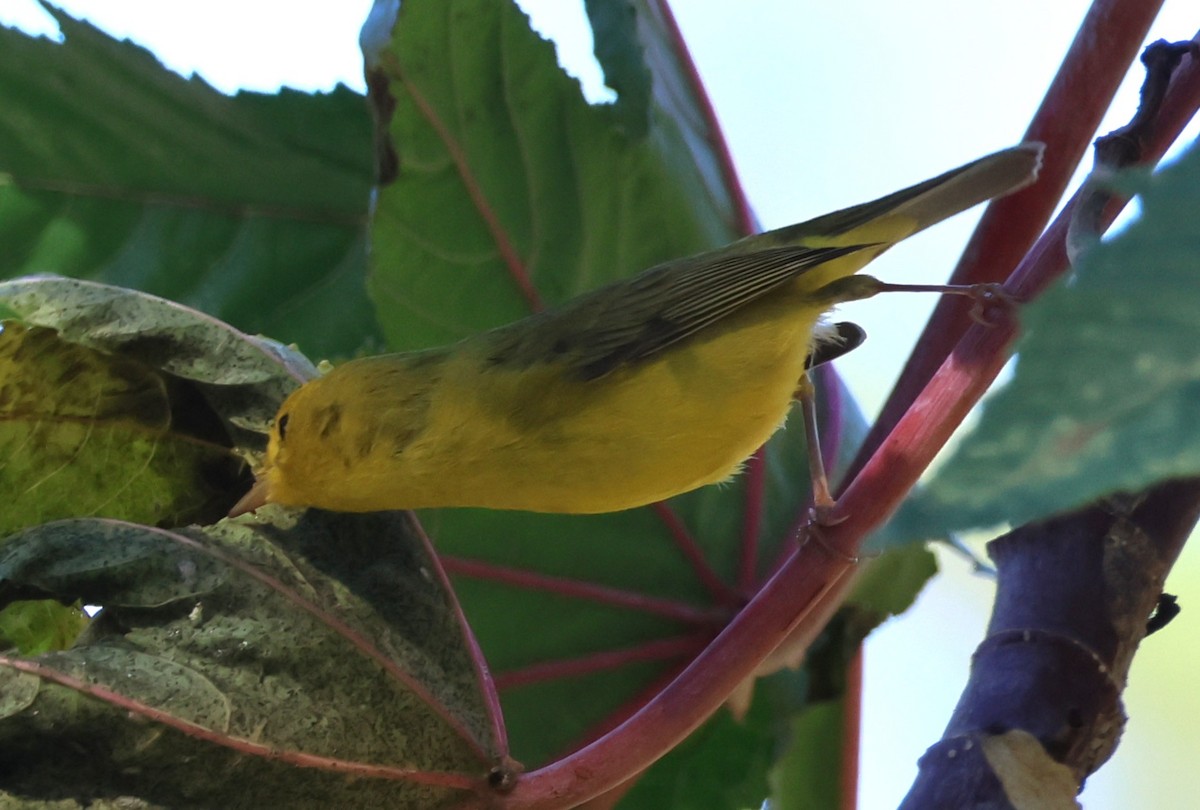 Takkeli Ötleğen - ML646174603