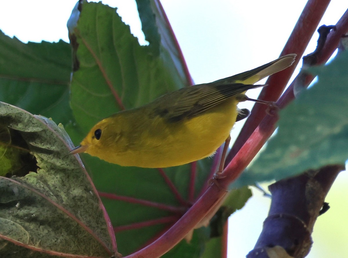 Takkeli Ötleğen - ML646174604