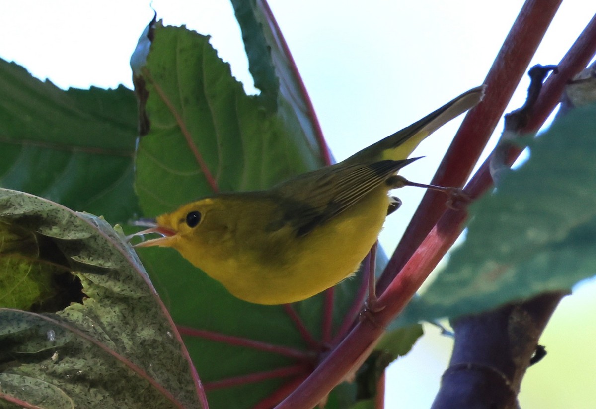 Takkeli Ötleğen - ML646174605