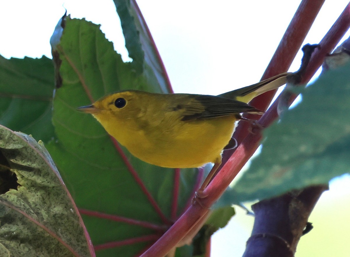 Wilson's Warbler - ML646174606