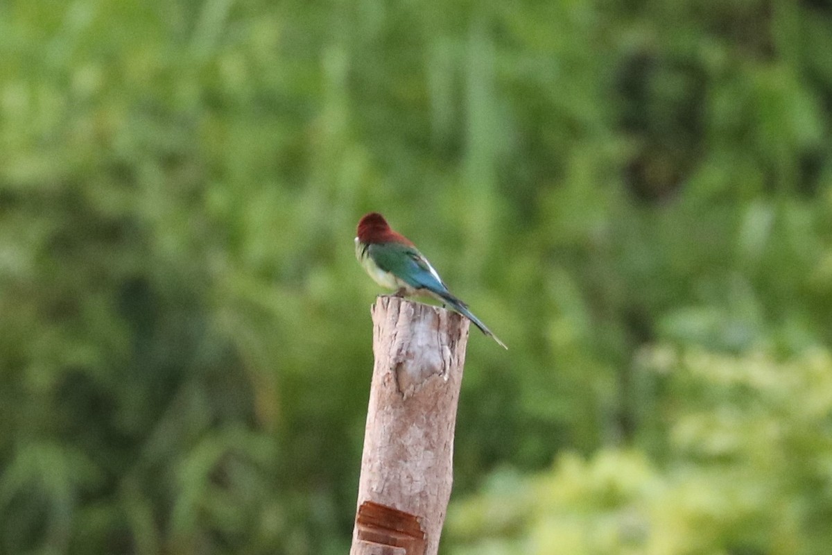 Blue-throated Bee-eater - ML646174611