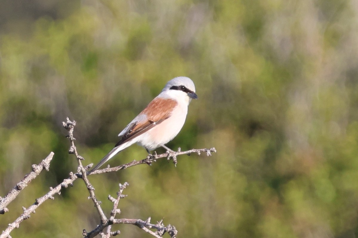 Red-backed Shrike - ML646174614