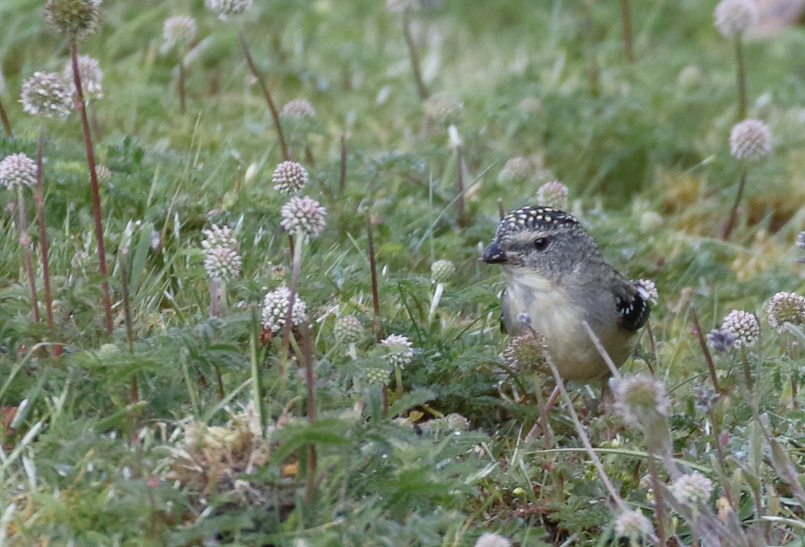 Spotted Pardalote - ML646174628