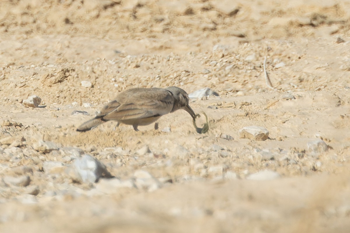 Greater Hoopoe-Lark - ML646174639