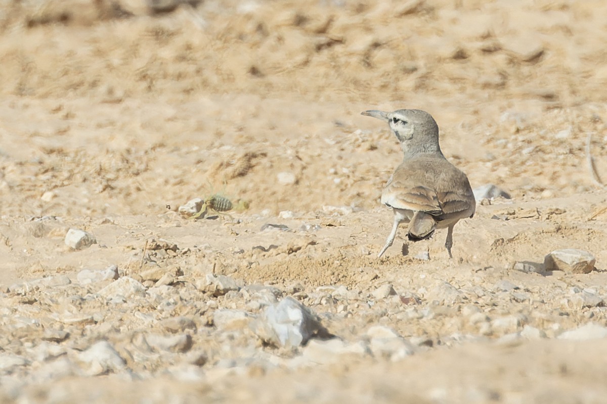Greater Hoopoe-Lark - ML646174640