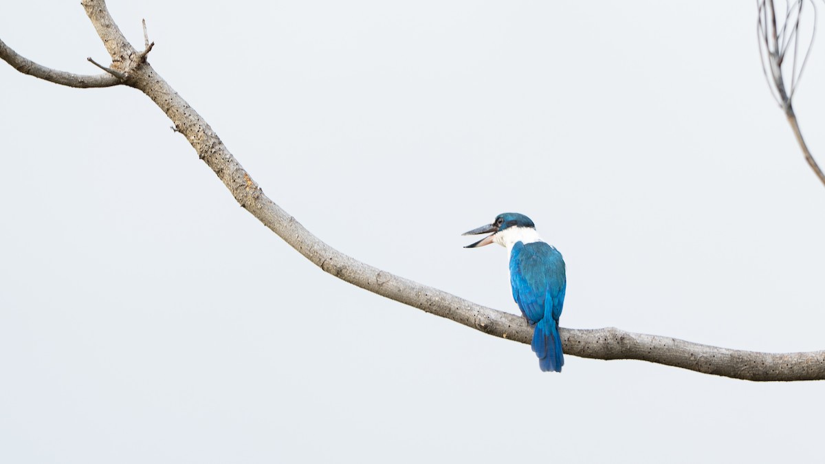 Collared Kingfisher - ML646174646