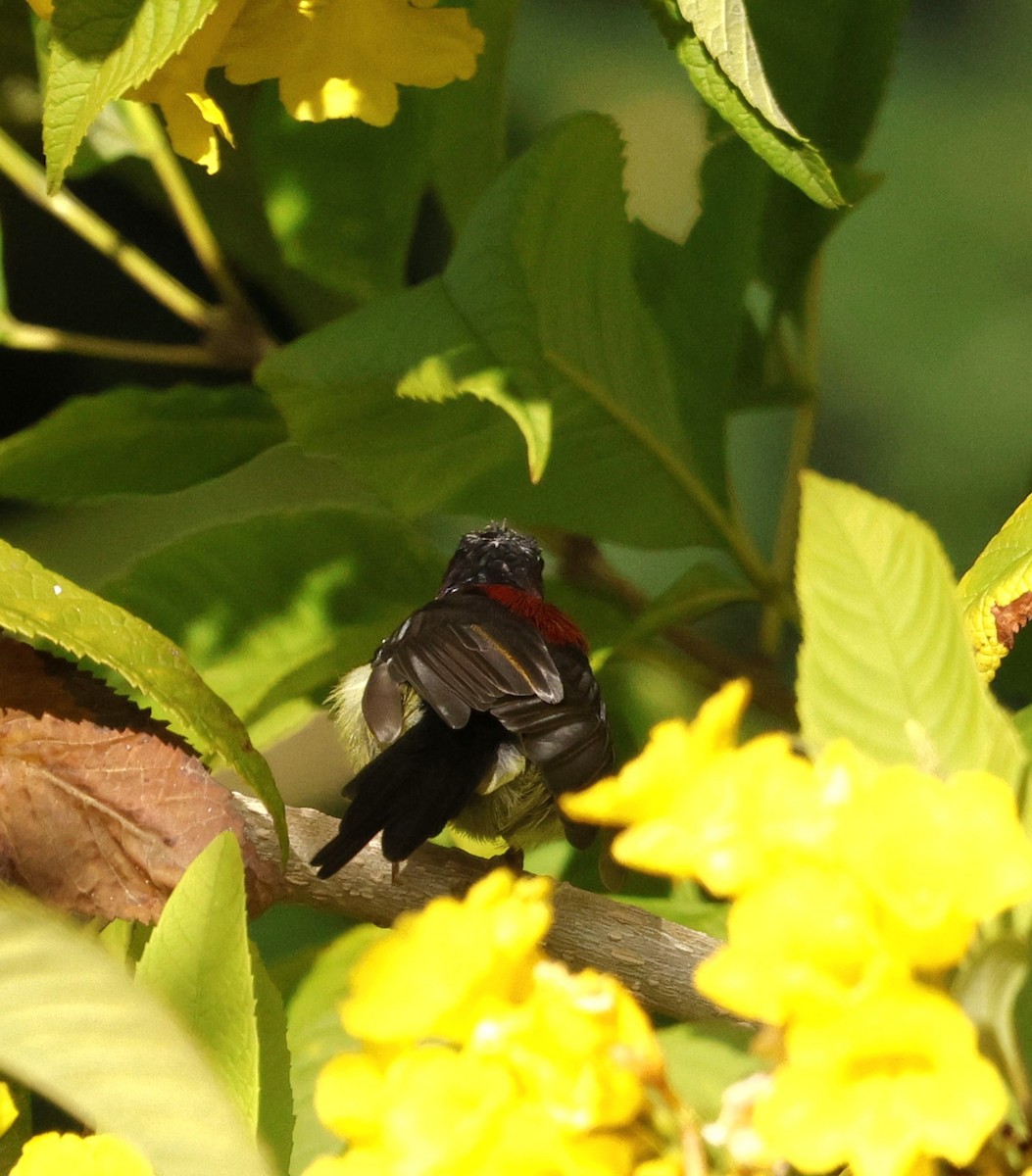 Траурная нектарница - ML646174653