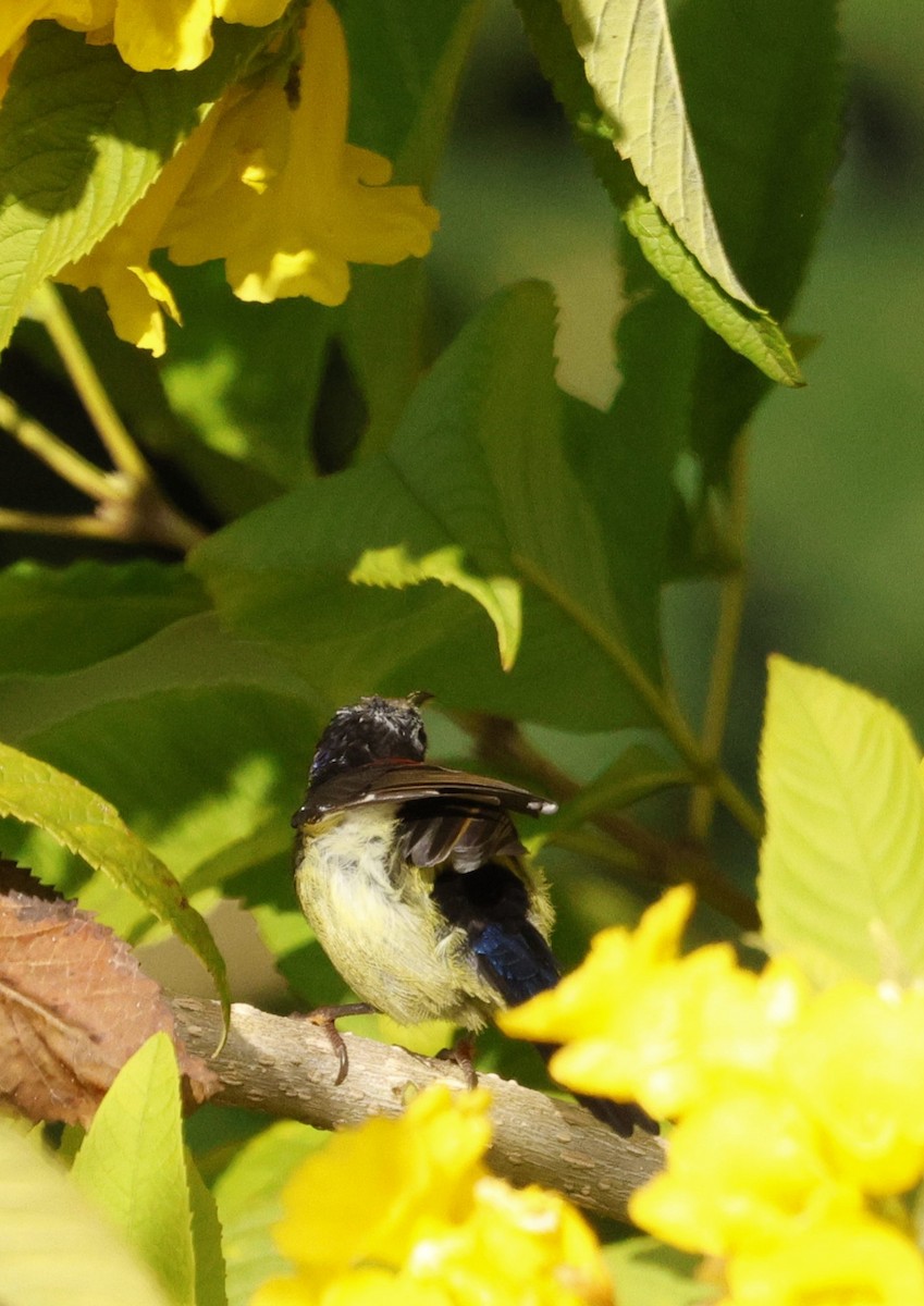 Траурная нектарница - ML646174654