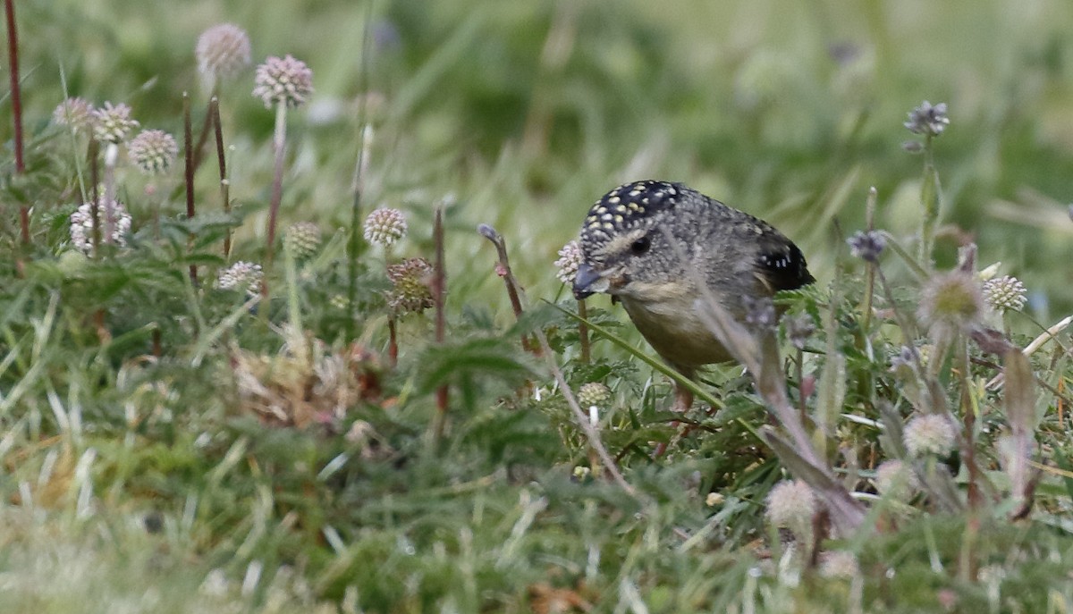 Spotted Pardalote - ML646174668