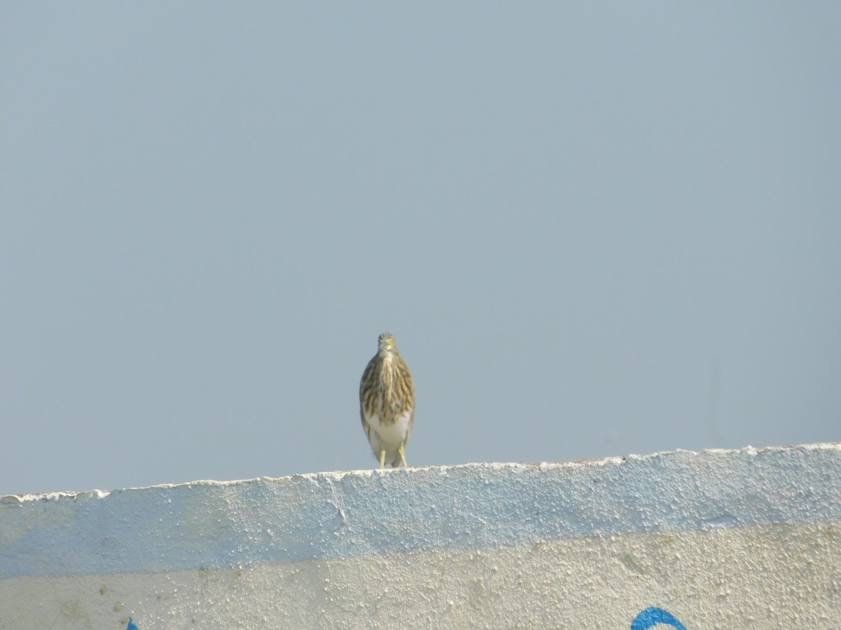 Hint Alaca Balıkçılı - ML646174669