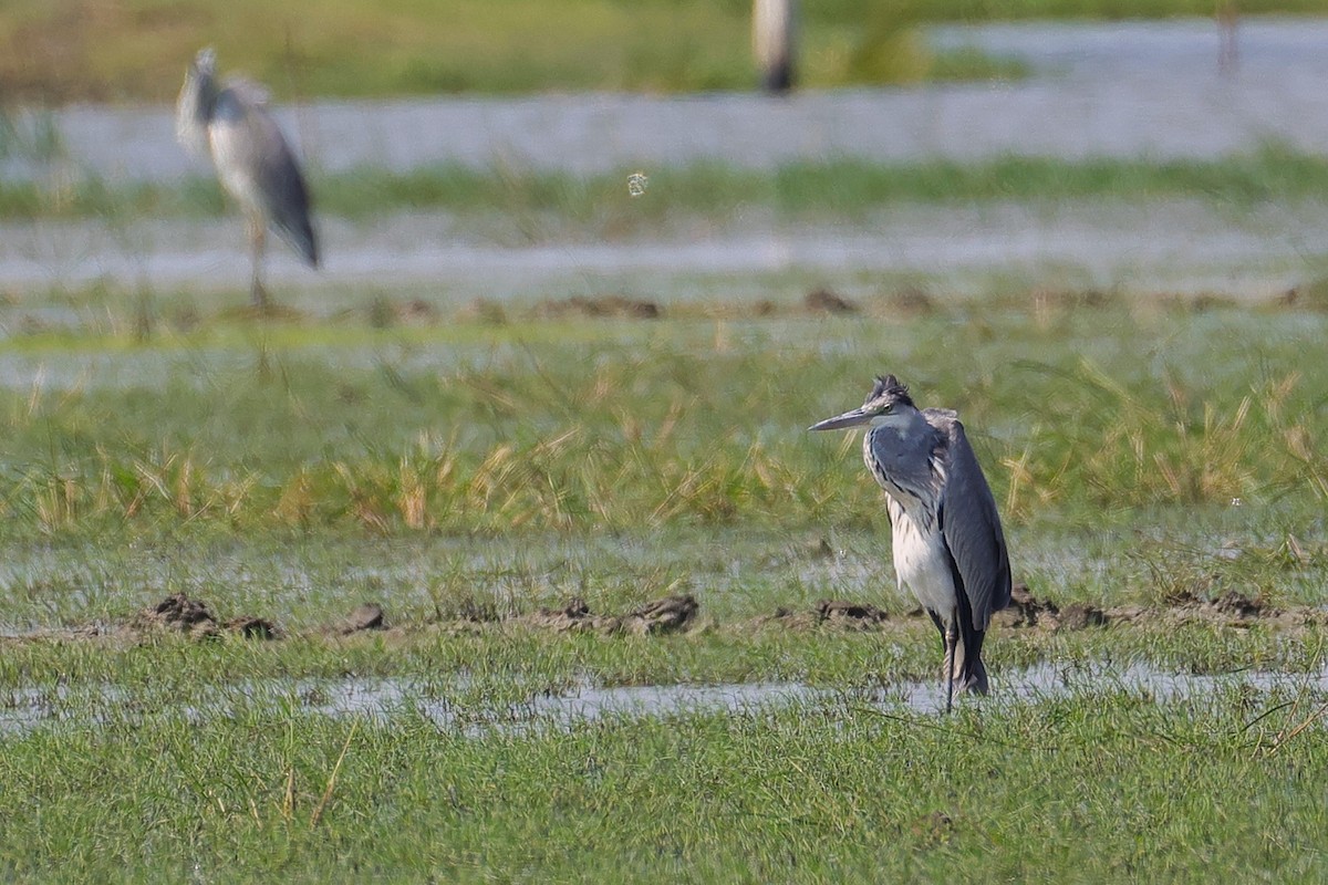 Gray Heron - ML646174681