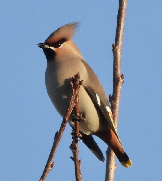 Buztanori boreala - ML646174683