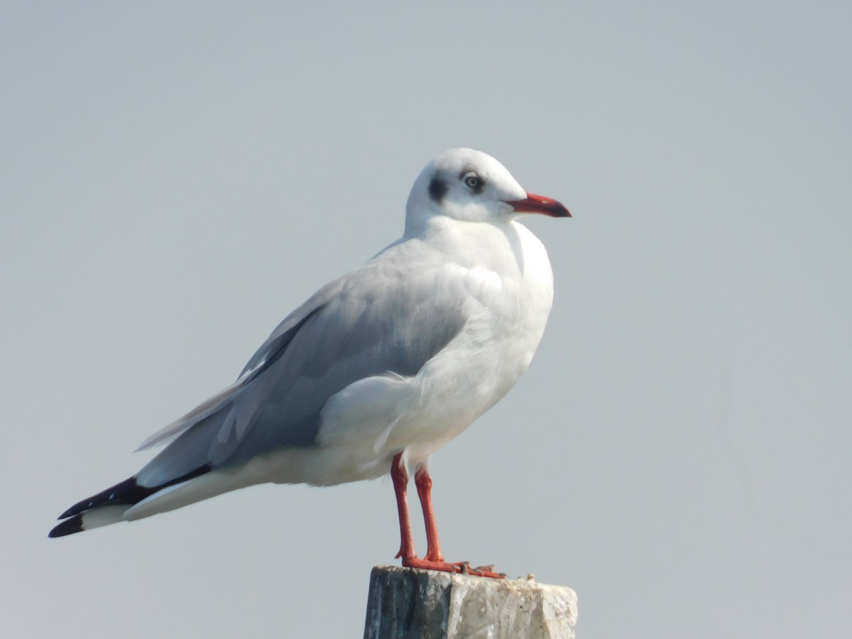 racek hnědohlavý - ML646174684