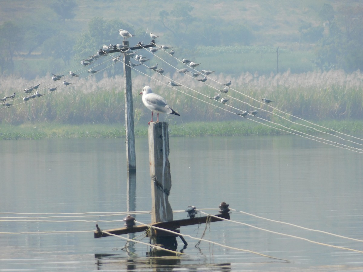 racek hnědohlavý - ML646174685