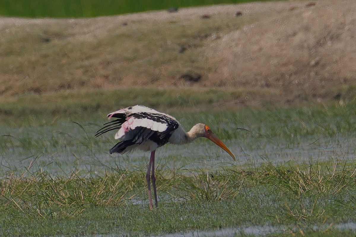 Painted Stork - ML646174686