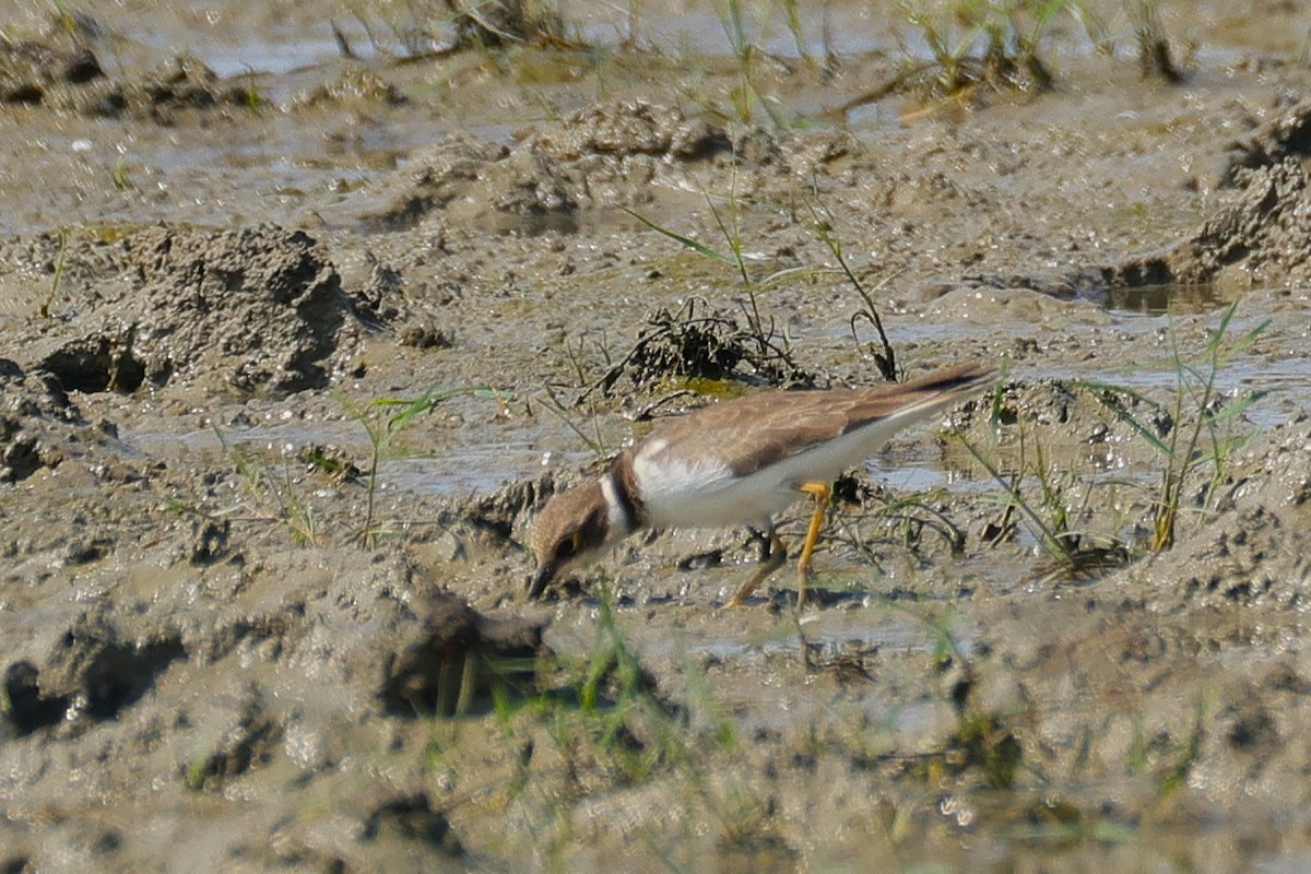 Little Ringed Plover - ML646174700
