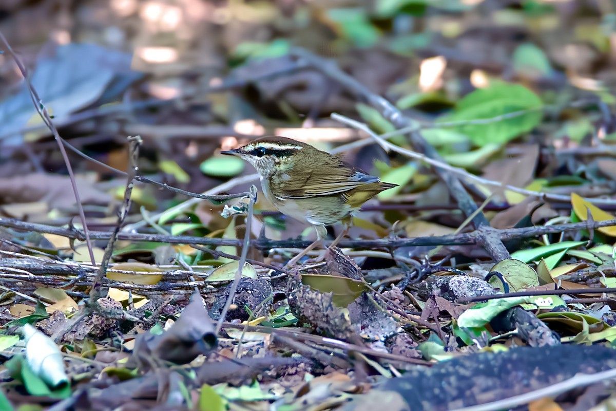 Asian Stubtail - ML646174722