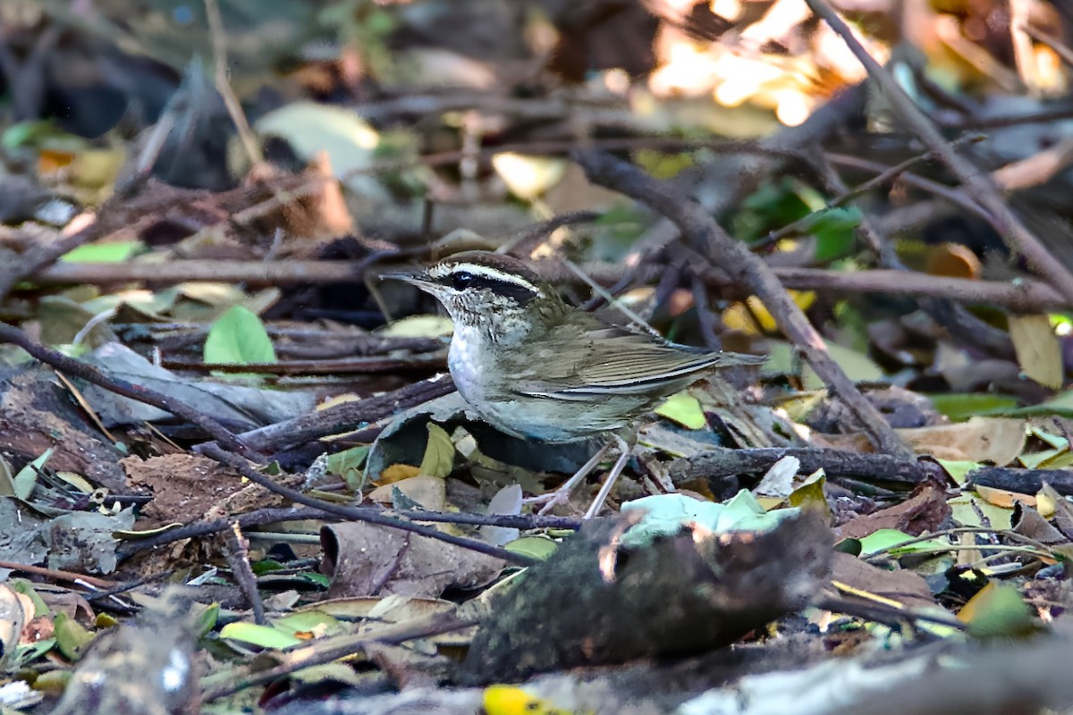 Asian Stubtail - ML646174723