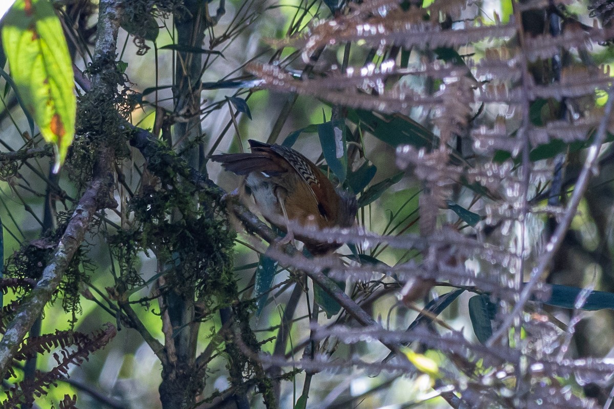 Rusty-fronted Barwing - ML646174787