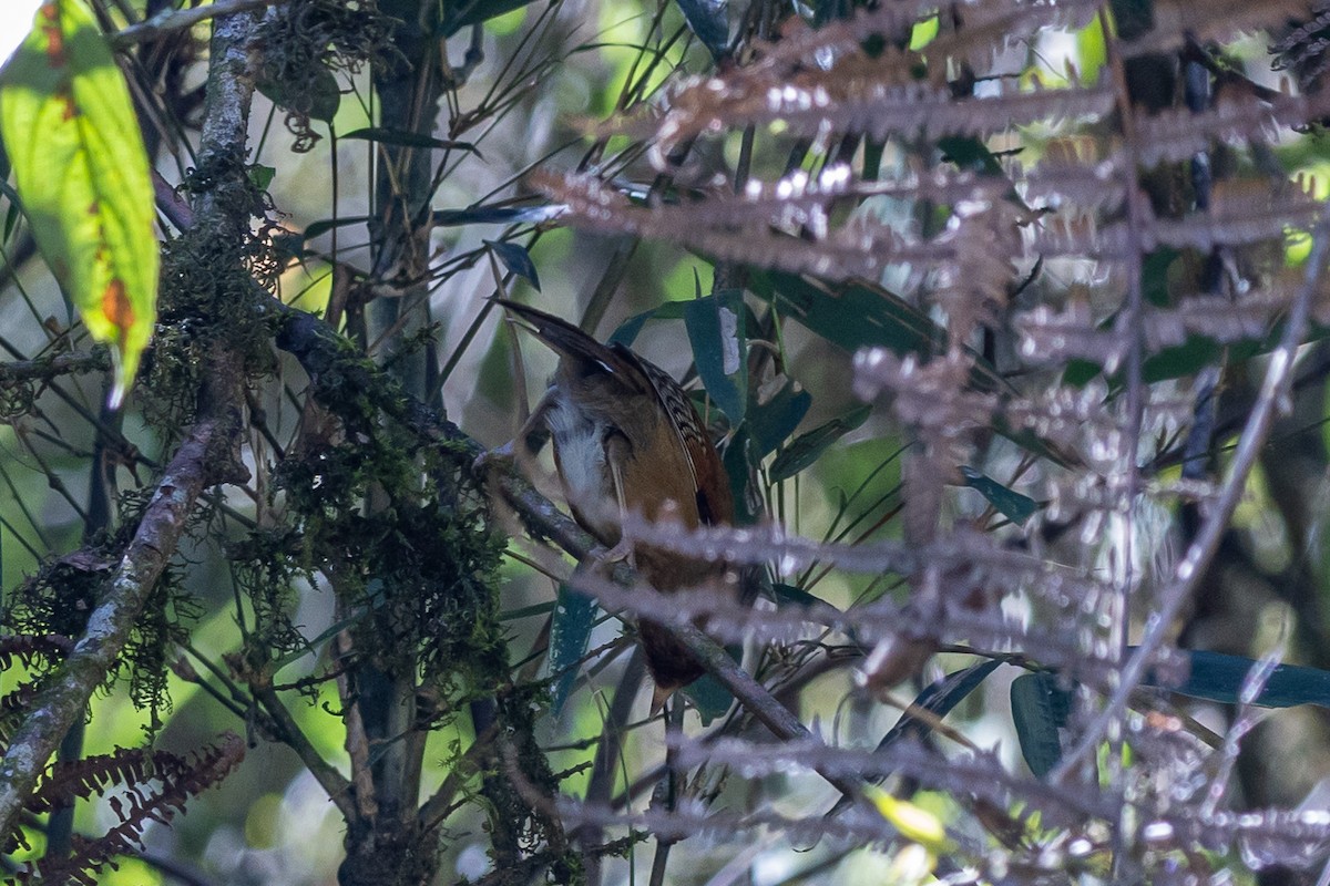 Rusty-fronted Barwing - ML646174788