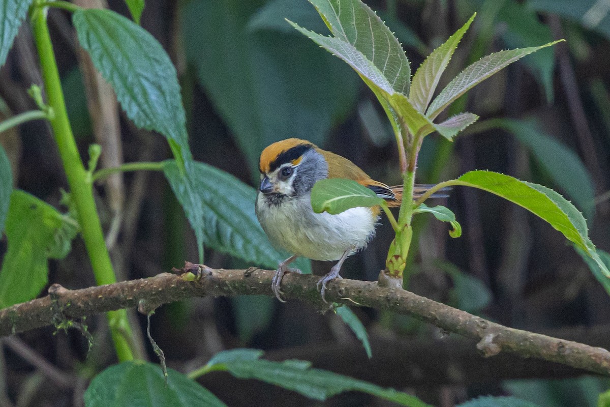 Black-throated Parrotbill - ML646174797