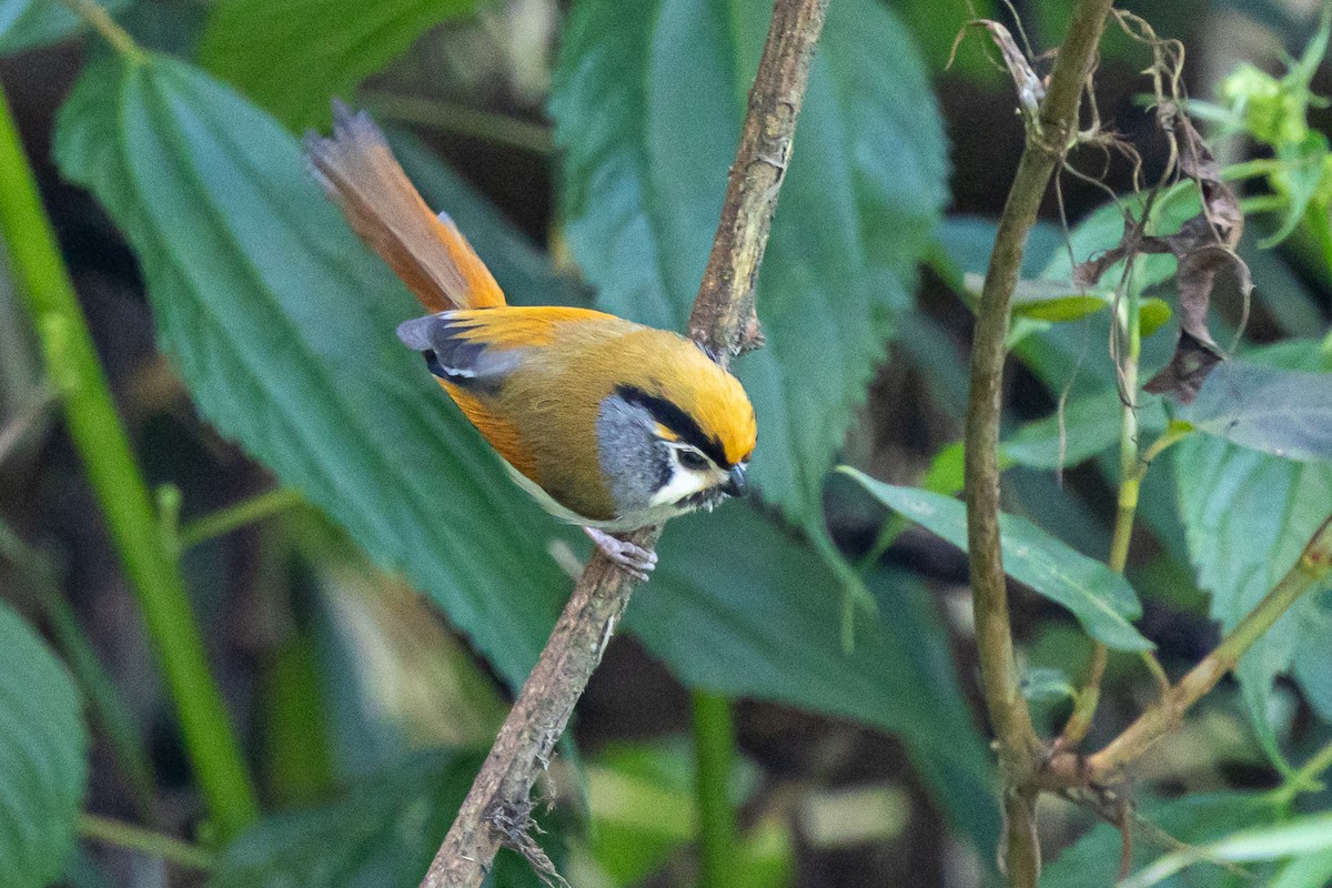 Black-throated Parrotbill - ML646174798