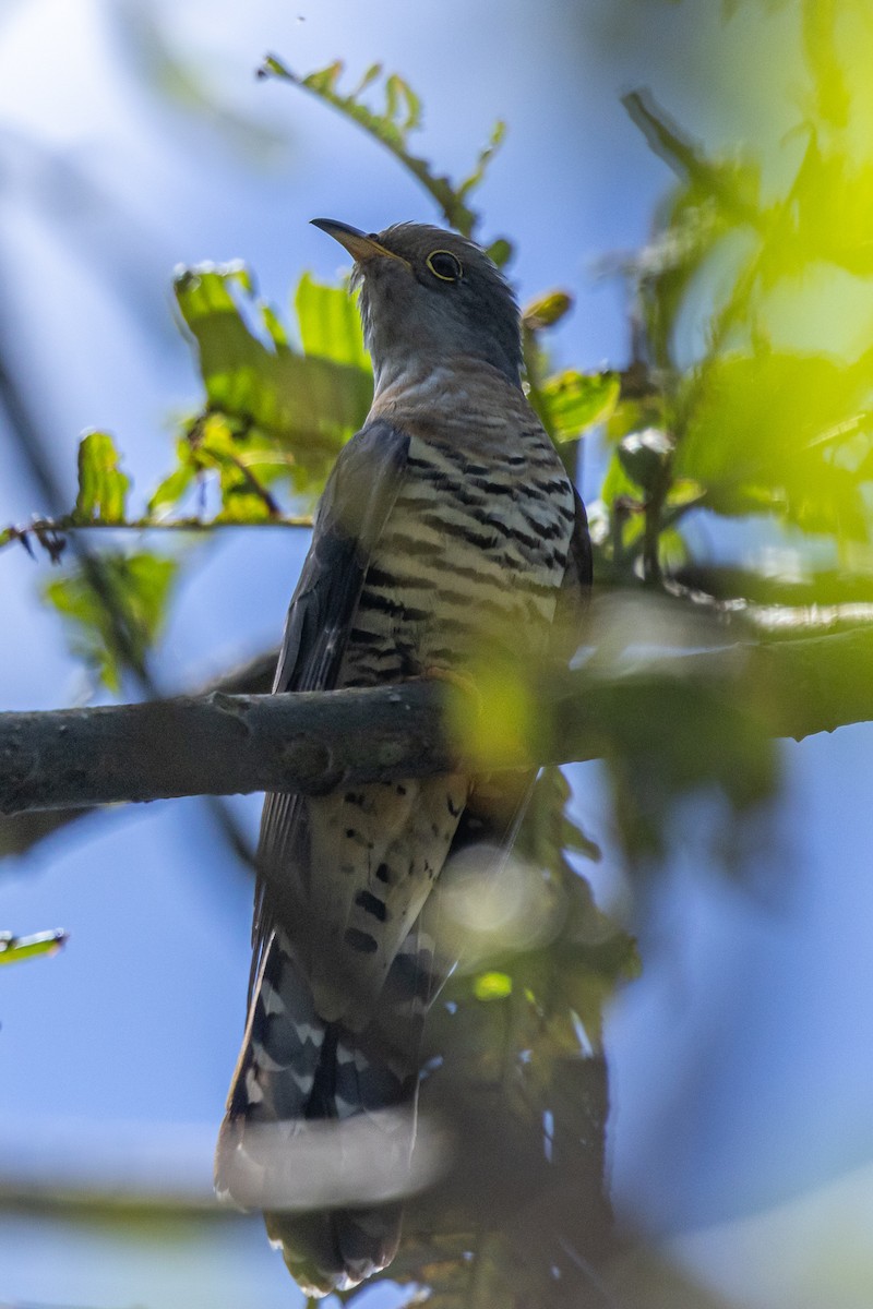 Lesser Cuckoo - ML646174801