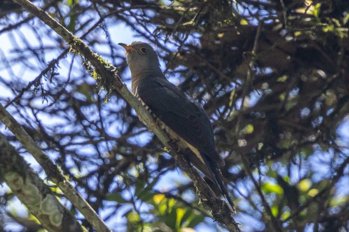 Lesser Cuckoo - ML646174802