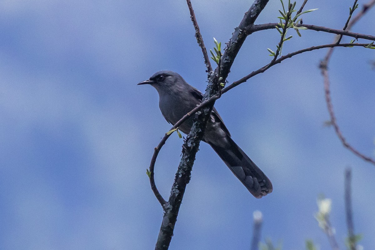 Beautiful Sibia - ML646174803