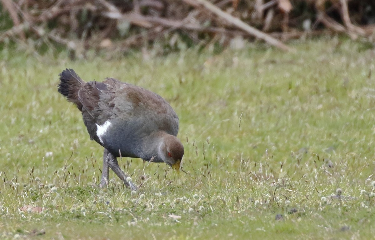 Курочка тасманійська - ML646174806
