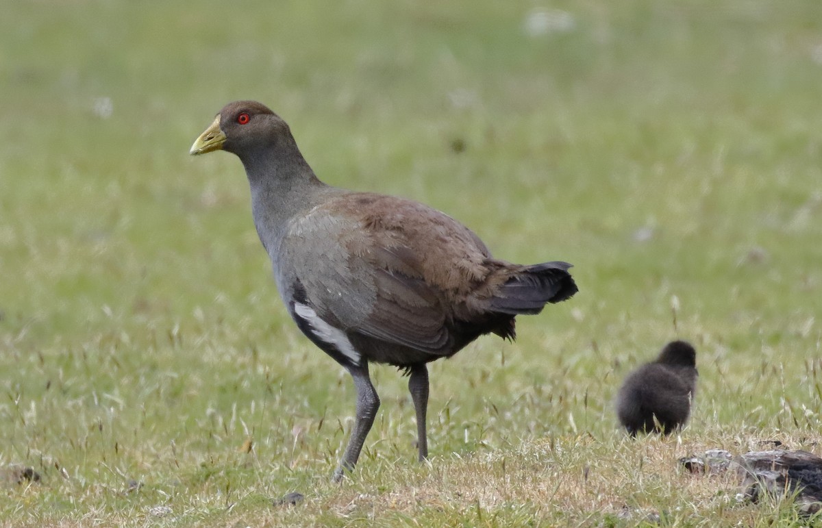 Курочка тасманійська - ML646174807