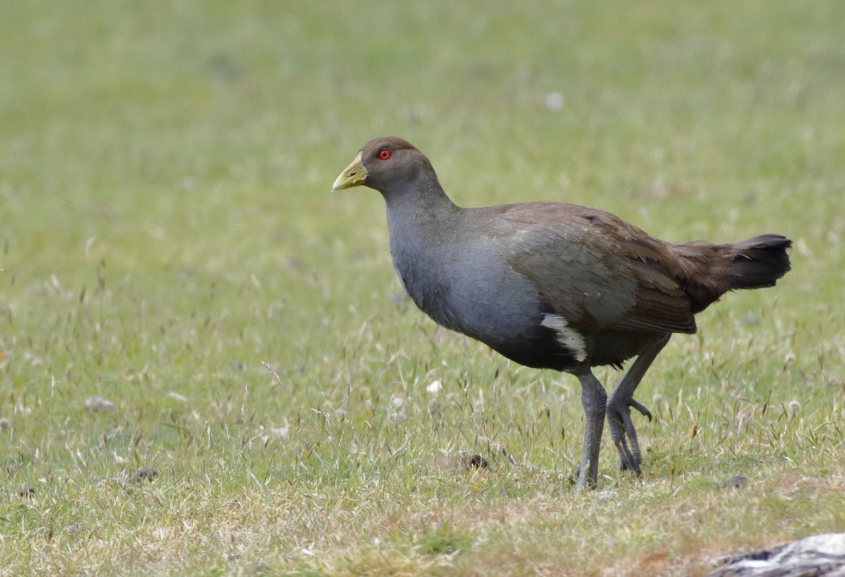 Курочка тасманійська - ML646174827