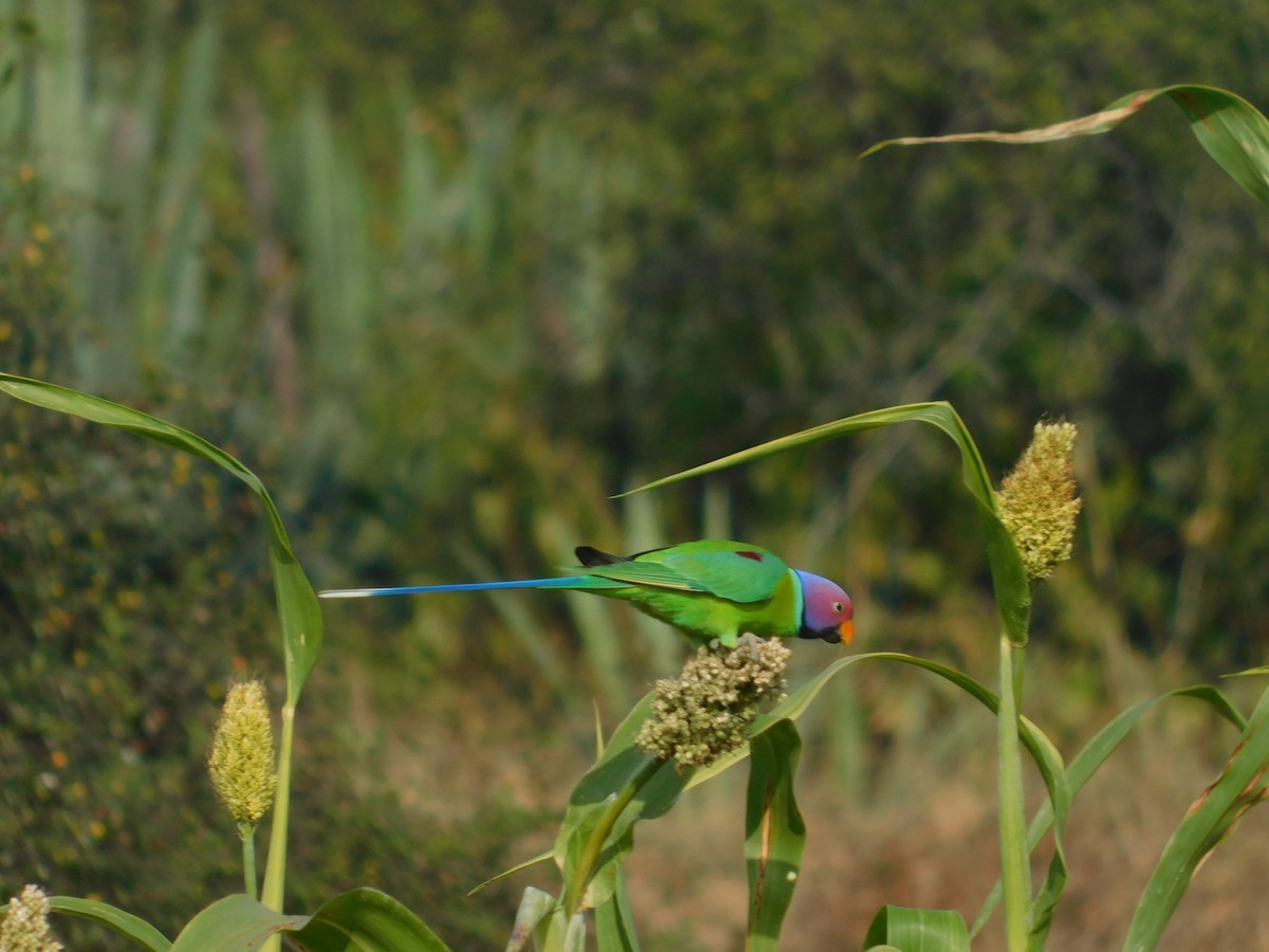 Plum-headed Parakeet - ML646174828