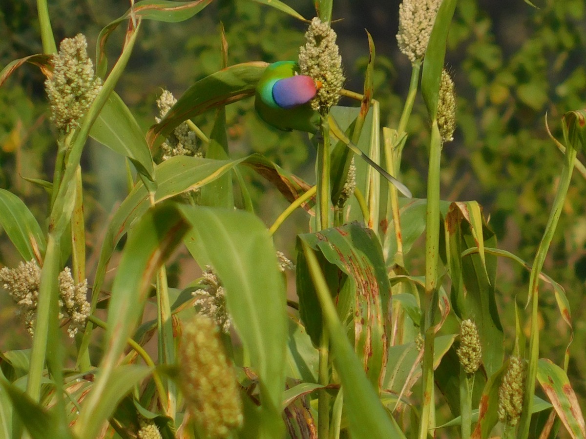Plum-headed Parakeet - ML646174829