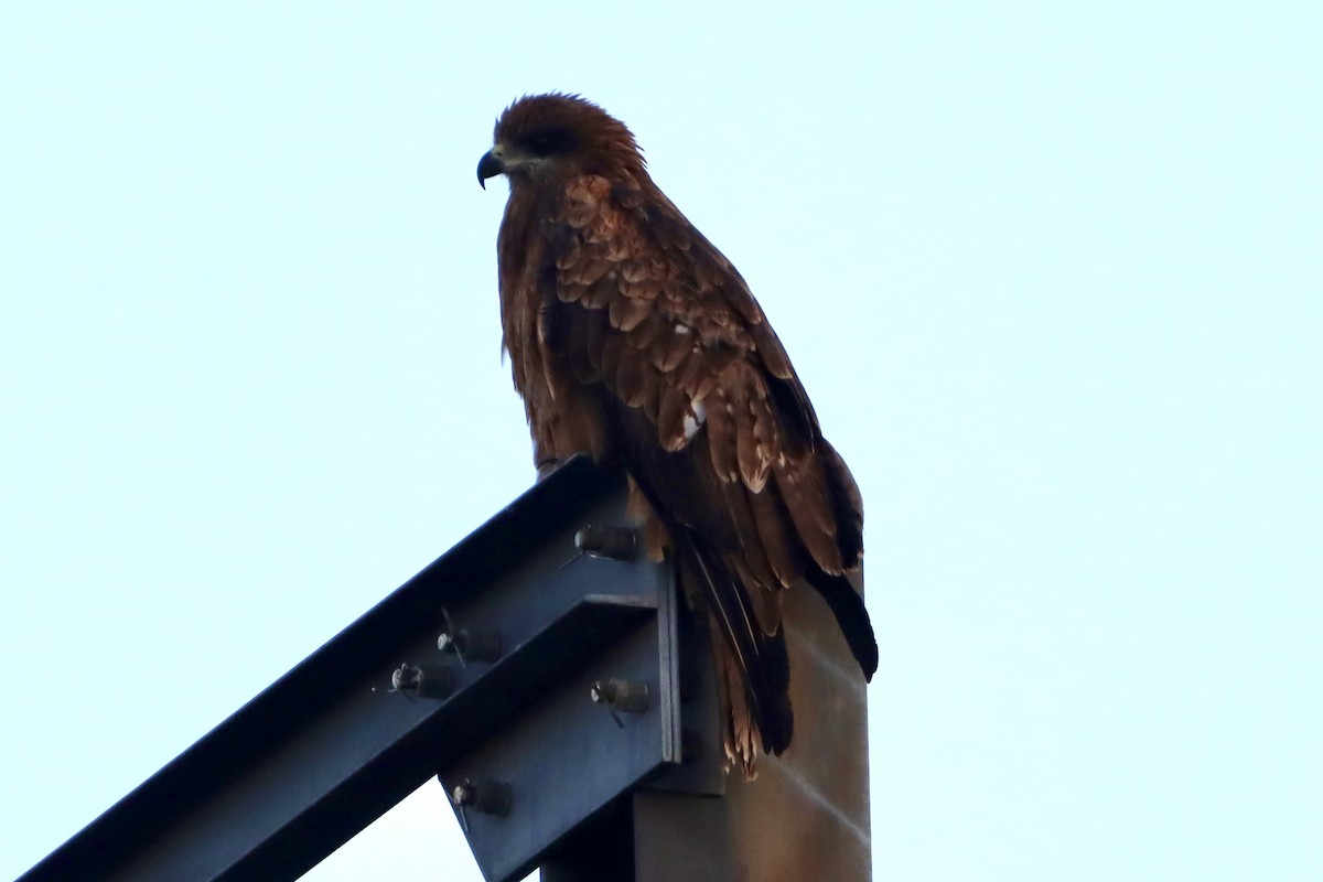 Black Kite - ML646174849