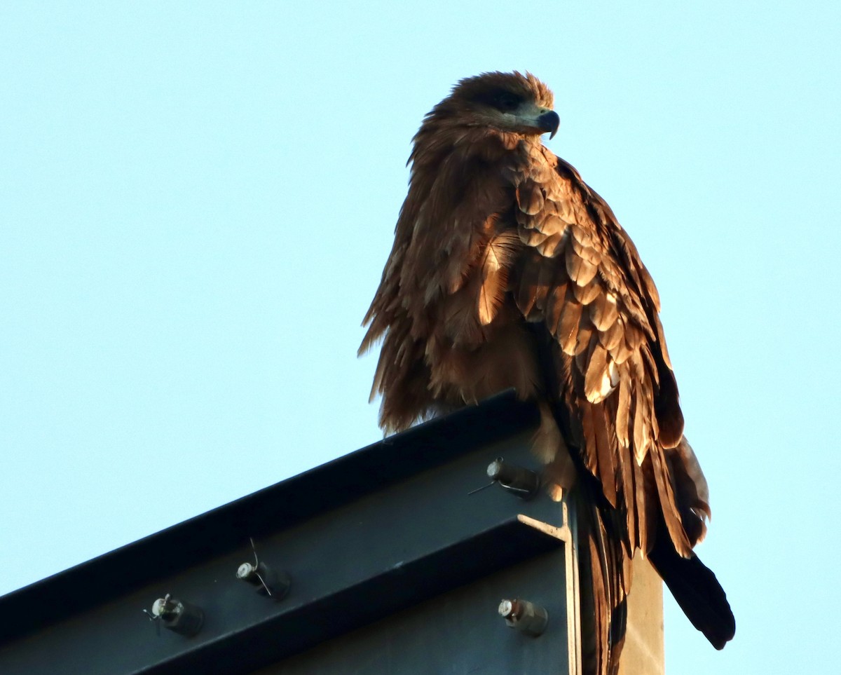 Black Kite - ML646174850