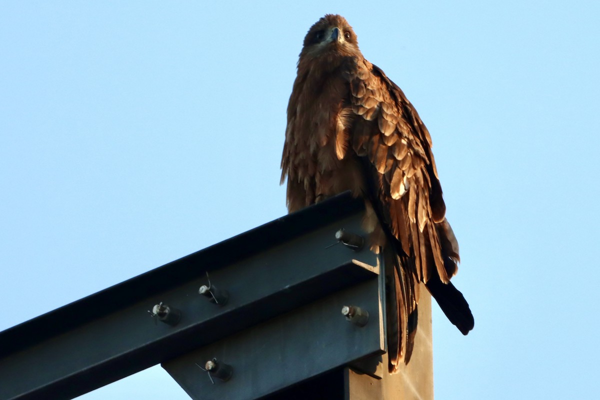 Black Kite - ML646174851